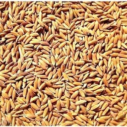 Navya Agriallied Rice Paddy Seed for Birds 5 kg-picture-20