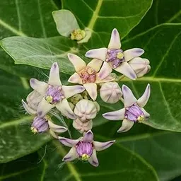 Hug A Plant | Erukku/Crown Flower (Calotropis gigantea) Flowering/Ornamental/Medicinal/Live Plant (Home & Garden)-picture-20