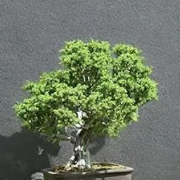 Live Table Kamini Bonsai Plant Live A Table Display of Home Beauty" Oxygen Live Plant For Indoor Home Dacoration With Pot (PACK OF 1)-image-47