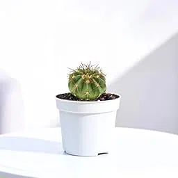 Fero Cactus-picture-16