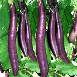 Golden Hills Farm Brinjal Long Baigan Hybrid 500+Seeds-picture-28