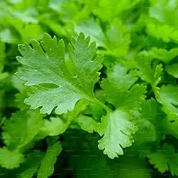 Parsley_Vegetable_Pack of 20 seeds-picture-17