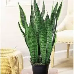 ** Sansevieria Green Snake Plant, Air Purifier Indoor & Outdoor Plant (pack of 1)-image-51