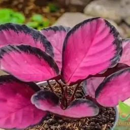 Mphmi Seedless Plant Plants Calathea Roseopicta Sapling (1pc)-picture-10