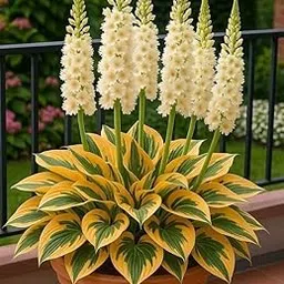 SVG® Imported Hosta Flower Bulbs for Home and Garden Pack of 100 seeds (DARK YELLOW GREEN)-picture-13