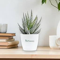 IndNursery Haworthia Zebra Succulent Plant, 1 Live Plant Indoor/Outdoor Plant With Pot-image-1