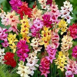 Audbhidhi Ixia /Corn Lily Flowers Bulbs | All Winter Season Mixed Colours Flower Bulbs |(Pack of 5 Flower Bulbs-picture-15