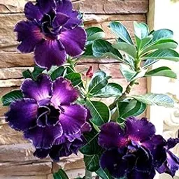 DIPA Rosy Adenium/Desert Rose Grafted1 Healthy Live Plant With Pot(SIAM BLUE SUCCESS)-picture-27