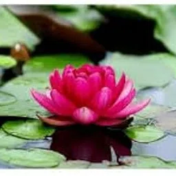 Gopanursery Lotus Seeds for Planting(10 seeds of pkt)-picture-51