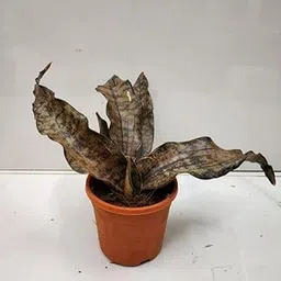 Healthy Vibe Snake Plant Sansevieria Kirkii Rare And Unique Copper Live Indoor Plant Air Purifier Plant Indoor Plant- Pack of 1-image-1