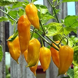 Golden Hills Farm Naga Bhut Jolokia Yellow Chilli Seeds,Exotic Seeds,High Germination 100 seeds-picture-27