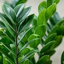 Live ZZ Green Zamia Zamioculas Zamiifolia Indoor Plant For Living Room Balcony Home And Office Decoration Decor Live Plant with Beautiful Color Pots (ZZ Indoor Plant Green)-image-84