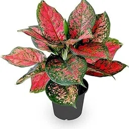 Garden Art Red Valentine Live Indoor Plant With Grower's Pot | Aglaonema-image-73