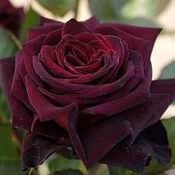 Guruji Plantation Rare English Varieties Red Climbing Rose Live Flower Plant with Pot Vertical Vining Trellis Everblooming Support Structures Climbers for Home and Gardening (Black Grafted Rose) image 1