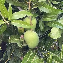Mango Hapus Plant Grafted - Alphonso Plant, Ratnagiri Alphonso Tree-picture-11