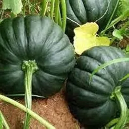 F1 Hybrid Pumpkin Seeds (15 Seeds) - Optimal for Home Gardens with Green Melon Variety for High Yield, Easy Growth, and Robust Plant Health-picture-36