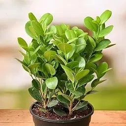 Live Ficus Microcarpa Plant I With Growbag-image-8