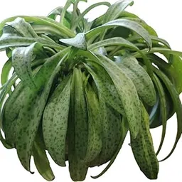 My Flora Silver Squill – Ledebouria Socialis | Unique Indoor Succulent | Organic | Decorative Houseplant | Easy Care | Without Pot-picture-27