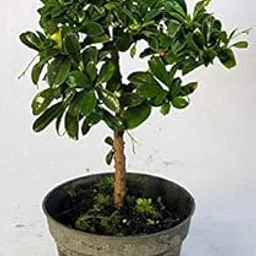 Green PAradise Live Carmona retusa Ehretia microphylla Pre Bonsai Sapling Plant-image-44