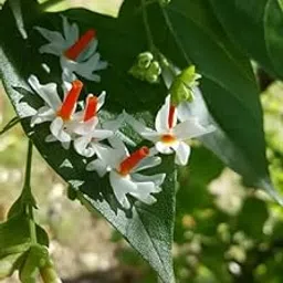 Live Original Parijat Plant | Harsingar night flowering jasmine plant | Night bloom Jasmine | Pack of 1 Plant-picture-19