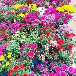 Chrysanthemum F1 Hybrid Flower Seeds All Colours for Home Gardening Pack of 70+ Seeds-image-18