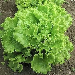 Lettuce Seeds for Home Garden, Hybrid Salad Patta Variety, High Germination Rate(Pack Of 56+ Seeds)-image-14