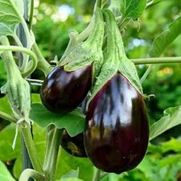 Black brinjal seeds hybrid all seasons (1 Packet, 950 seeds) Summer Vegetable Seeds for Home Gardening_Brinjal 14-picture-21