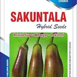 Sakuntala Hybrid Seeds Brinjal Super Bhangar Seeds Lakshmi Variety Desi Brinjal for Planting | High Germination (Pack of 250 seeds)-picture-20