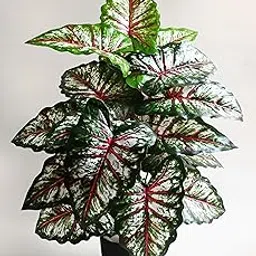 Blooming Floret Polyester Artificial Plant Tropical Caladium 78.7 Cm Tall Plant|18 Leaves|With Basic Black Pot|Ornamental Plant For Interior Decor/Home Decor/Office Decor|Big Indoor Plant|Durable-picture-67