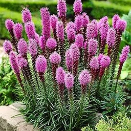 Ritz Farming® Liatris Imported Flower Bulbs for Home and Gardening Pack of 5 Bulbs (Pink)-image-70