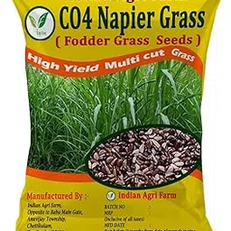 Iagrifarm CO4 Napier Grass Seed - 250 gram/Multicut Fodder Grass Seed for Goat,Cow,Livestock and Cattle-picture-21