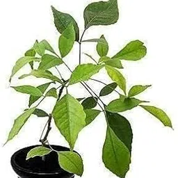 Bel Patra (Aegle Marmelos) Live Plant For Balcony Baelplant (Healthy Plant)-picture-17