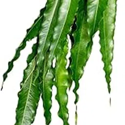Fresh Ashoka Leaves, 1 Bunch image 1