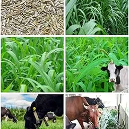 Adannaya Hybrid Malai Makhan Grass Seed (500 g)-picture-12