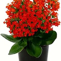 PlantaZee Red Kalanchoe Plant-picture-11