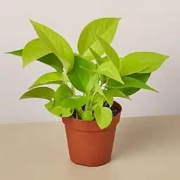 golden money plant (WITH POT) I golden money plant indoor live plant I golden money tree vastu, Pack of 1-picture-16