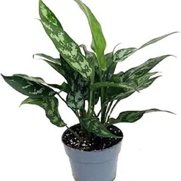 Live Aglaonema Patches Indoor Plant (Green)-image-54