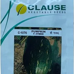 Clause C-1076 F1 Hybrid Pumpkin Seeds, Dark Green with Light Stripes (10 gm)-picture-10