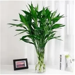 Plantoos 10 Lucky Bamboo sticks 25cm Feng shui Plant | Indoor Plants-image-95