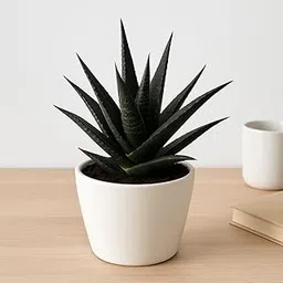 Live Black Aloe Vera – Rare Succulent with Medicinal & Air Purifying Properties | For Indoor/Outdoor | Healing & Decorative for Home, Garden & Office-picture-25