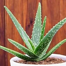 Grun | Aloe Vera Live Plant with Pot | Indoor Outdoor and Balcony Medicinal Plant-picture-24
