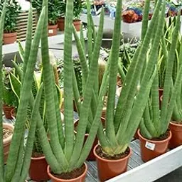 Gurveplantationi sansevieria live Indoor Plant For Home and Garden with Pot (Pack of 1) (Sansevieria Cylindrica)-picture-10