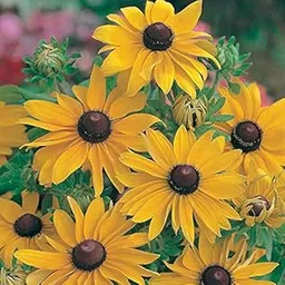 Rare Rudbeckia " Marmalade " Exotic 30 Seeds for Growing-image-22