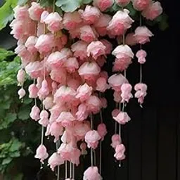 SVG® Weeping Begonia Flower Bulbs for Home and Gardening Pack of 3 bulbs (BABY PINK)-picture-12