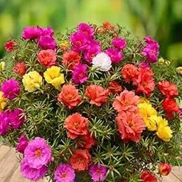 The Royal Gardening 9 O'Clock/Time flower/Table rose/Portulaca Flower Best Attractive Flowering Plant For Home/Balcony/Outdoor Garden - Healthy Live Plant-picture-12