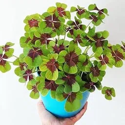 Radha Krishna Agriculture® Imported Veriety Oxalis triangularis plant Flower Bulbs mix color Flower bulbs For Home Garden pack of 2 bulbs-picture-32