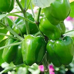 Garden Basket Hubb Hybrid Capsicum Seeds | Perfect for Home Gardening, Planting, Farm | Shimla Mirch Seeds | Summer Vegetable Seeds for Home Gardening (100g)-picture-14
