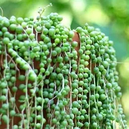 NatureCrafted String of Pearls Succulent Live Plant | Hanging Basket Plant for Indoor & Outdoor | Low Maintenance & Air Purifying Plant for Home Décor-image-1