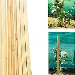Natural SYP Wood, 2-feet Plant Support Sticks, (Pack of 12), Dimensions: 60 cm x 25 mm x 10 mm-picture-29