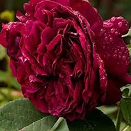 Siddhi Vinayak Gallery® Peonies,Peony Cages,Peony Flower Bulbs for Spring Planting,Delicate and Beautiful Petals Can Green The Garden,Ornamental Plants (Dark Red Color, Pack of 1 Flower bulbs)-picture-10